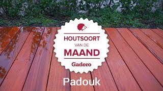 Houtsoort van de Maand  Februari  Padouk [upl. by Ojahtnamas]