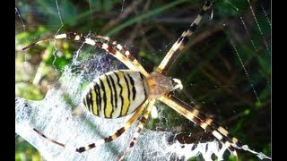 SPIDER ARAIGNÉE ARGIOPE FRELON ARGIOPE BRUENNICHI MANGE UNE SAUTERELLE [upl. by Inacana]