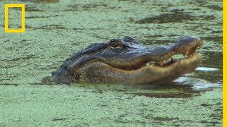 La stratégie de lalligator pour dévorer une aigrette [upl. by Amitarp286]