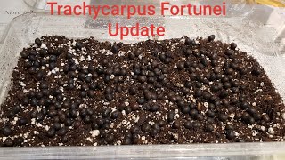 How to grow trachycarpus fortunei from seed part 2 [upl. by Aninep517]