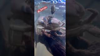 Stonie has a friend fishing seaanimals drfish dmv seacreatures fish crab saltwater [upl. by Akimyt]