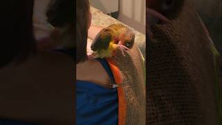 Zuky is Cleaning herself so fast lol 😆  babyconure [upl. by Ycniuq]