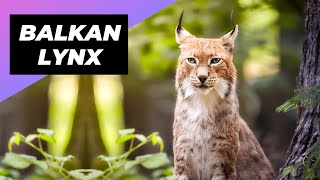 Balkan Lynx 🐱 The Lynx With Only 40 Individuals Left In The Wild [upl. by Stan607]