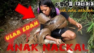 DEDE INOEN B3RGUL4T DENGAN ULAR PYTHON BESAR  BIG PYTHON ATTACK [upl. by Morissa963]