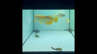 Golden Crossback arowana GBH [upl. by Annamaria326]