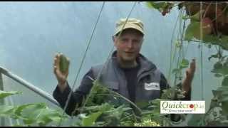 Growing Vegetables In A Polytunnel [upl. by Muhan933]