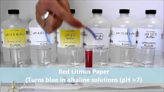 LITMUS TEST of Acids and Bases [upl. by Etteinotna]