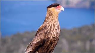 Karakar Strong PREDATOR on AIR Karakar Eagle [upl. by Armbruster]