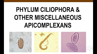 Phylum Ciliophora amp Other Miscellaneous Apicomplexans [upl. by Hickey]