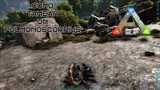 Como tamear un Pulmonoscorpius de manera fácil y rápida En Ark Survival Evolved [upl. by Wiencke796]