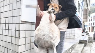 After illness dogs belly grew 10 times bigger Heartless owner abandoned it [upl. by Ahsirtal]