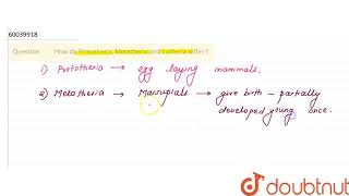 How do Prototheria Metatheria and Eutheria differ   CLASS 11  ANIMAL KINGDOM  BIOLOGY  D [upl. by Asen]