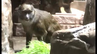 Baby Animal Swamp Monkey No 8 baby monkeys [upl. by Scarface282]