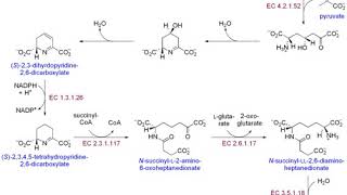 Biosynthesis  Wikipedia audio article [upl. by Sherburn]