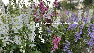 안젤로니아 Angelonia angustifolia 신선초 야생화를 찾아서400 in search of wildflowers 둔산대공원 Dunsan Dae Park [upl. by Barstow518]