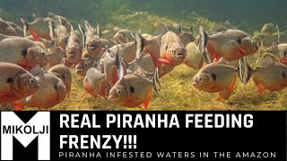 REAL PIRANHA FEEDING FRENZY [upl. by Yelram966]