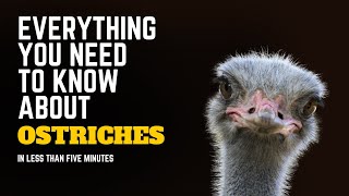 Everything You Need To Know About Ostriches In Less Than Five Minutes [upl. by Adalheid877]