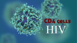 The Role of CD4 Cells in HIV Infection [upl. by Yeca]