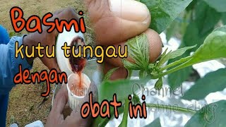 Obat kutu tungau dan semprot pupuk pembuahan [upl. by Sedaiuqlem948]