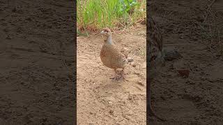 Francolin bird natural sounds Teetar activity levels shorts [upl. by Machos185]