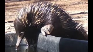 Echidnas  egglaying mammals [upl. by Okechuku270]