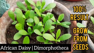 How to grow Dimorphotheca  African Daisy  Osteospermum Ecklonis  Cineraria from seed  FULL VIDEO [upl. by Milicent]