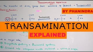 Transamination reaction  By Phanindra gupta [upl. by Cchaddie]