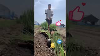 Rice planting process [upl. by Anined]