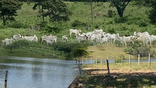 DE CARA PRO ASFALTO 15 KM DA CIDADE 200 KM DE GOIÂNIA E PLANTA 40 ALQ  96 ALQUEIRÃO POR 13 MILHÃO [upl. by Ahsitul]