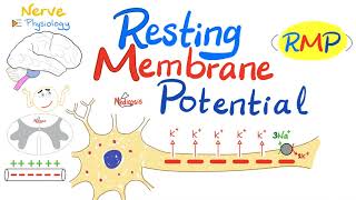 Resting Membrane Potential RMP  Nerve Physiology [upl. by Trembly]