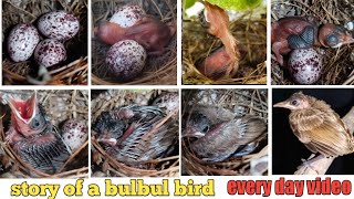 bulbul bird baby growth [upl. by Everrs134]