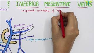 Superior and Inferior Mesenteric Veins  Venous Drainage of small intestine [upl. by Acinyt589]