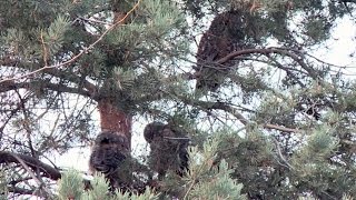 Owl family entertains residents in downtown Kelowna [upl. by Tal]