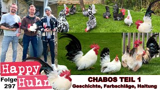 CHABOS Teil 1 Japanische Urzwerge im Rasseportrait Geschichte Farbschläge Haltung HAPPY HUHN E297 [upl. by Sybyl]