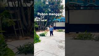 Semangat bersih bersih pohon mangga 🤣 babyvlog shorts [upl. by Oneg521]