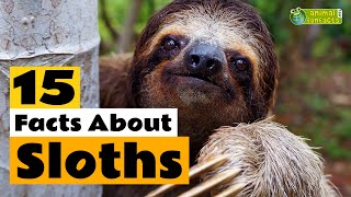 15 Facts About Sloths  Learn All About Sloths  Animals for Kids  Educational Video [upl. by Nolubez319]