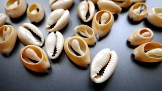 How to cut cowry shell at home shell craft diy  cowrycraft shellcraf [upl. by Nahgeam]