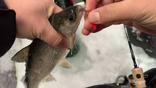 Tullibee ice fishing in Minnesota [upl. by Amehr]