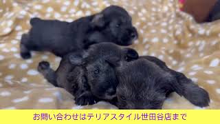 20241028生まれ ミニチュア・シュナウザー パピー動画 [upl. by Sualakcin]