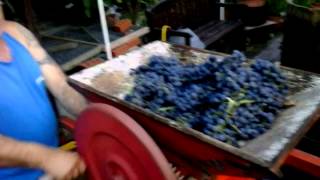 Homemade italian wine [upl. by Isbel]