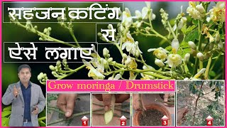 How to grow Moringa सिटीसहजनसजिनासजना कटिंग से ऐसे लगायें Grow moringaDrumstick by cutting [upl. by Imogen]