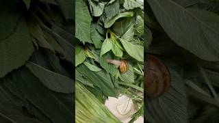 Katunayan na walang chemical yong nabili naming gulay fresh freshharvest snail [upl. by Aivad]