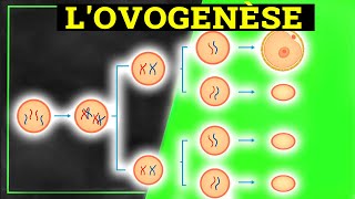 LOVOGENÈSE  Histologie [upl. by Cornelie]