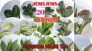 MENGENAL JENIS JENIS BERINGIN UNTUK BAHAN BONSAI [upl. by Ainoda]