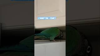 The maniacal laughter birds greencheekconure birb conure birbmemes foryou [upl. by Nilla253]