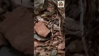 Big Rattlesnake find while looking for DinoStones in Sedona Arizona [upl. by Nerissa]