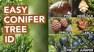 Not Every Conifer Is A Pine Conifer Tree ID [upl. by Acir]