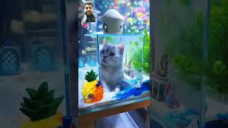 Cat ko fish 🐠🐟 Nahe mili 🤣 cat catlover funnycat [upl. by Adlecirg]