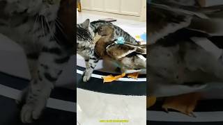 Suara Bebek Lucu Lagi Marah Sama Kucing II Bebek Vs Kucing II Bebek Lucu shorts viral kucing [upl. by Egerton]