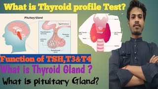 thyroid profile testTSHT3T4 testthyroxinenormal range tsht3t4hypothyroidismhyperthyroidism [upl. by Eissolf]